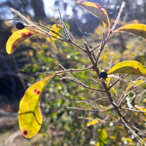 Ligustrum sinense at Majura, ACT - 26 Aug 2023