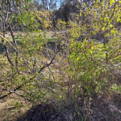 Ligustrum sinense at Majura, ACT - 26 Aug 2023