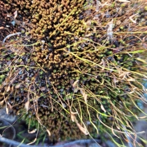 Ditrichaceae at Majura, ACT - 26 Aug 2023