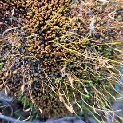 Ditrichaceae at Mount Majura - 26 Aug 2023 by abread111