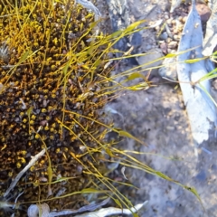 Ditrichaceae at Majura, ACT - 26 Aug 2023 04:47 PM
