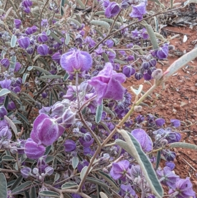 Seringia elliptica at Leinster, WA - 26 Aug 2023 by HelenCross