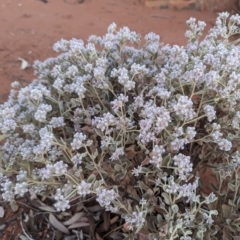 Ptilotus obovatus (Cotton Bush) at Leinster, WA - 26 Aug 2023 by HelenCross