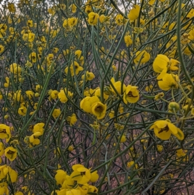 Senna artemisioides (Silver Senna, Silver Cassia) at Leinster, WA - 26 Aug 2023 by HelenCross