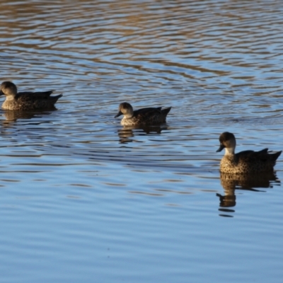 Anas gracilis (Grey Teal) at Hume, ACT - 26 Aug 2023 by RodDeb