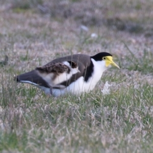 Vanellus miles at Hume, ACT - 26 Aug 2023 05:29 PM