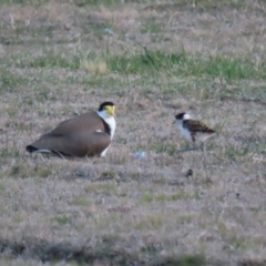 Vanellus miles at Hume, ACT - 26 Aug 2023 05:29 PM