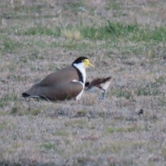 Vanellus miles at Hume, ACT - 26 Aug 2023 05:29 PM