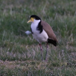 Vanellus miles at Hume, ACT - 26 Aug 2023 05:29 PM