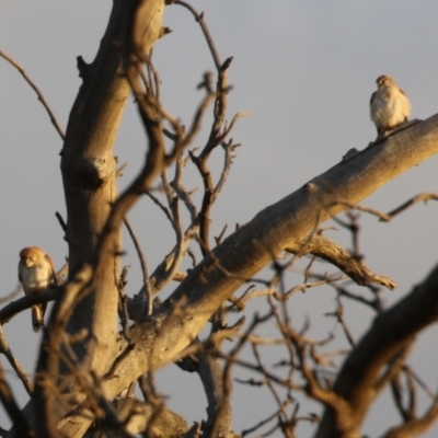 Falco cenchroides (Nankeen Kestrel) at Hume, ACT - 26 Aug 2023 by RodDeb