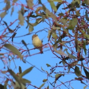 Smicrornis brevirostris at Hume, ACT - 26 Aug 2023