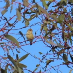 Smicrornis brevirostris at Hume, ACT - 26 Aug 2023