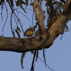 Acanthiza chrysorrhoa (Yellow-rumped Thornbill) at Hume, ACT - 26 Aug 2023 by RodDeb