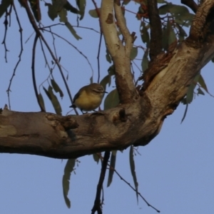 Acanthiza chrysorrhoa at Hume, ACT - 26 Aug 2023 05:04 PM