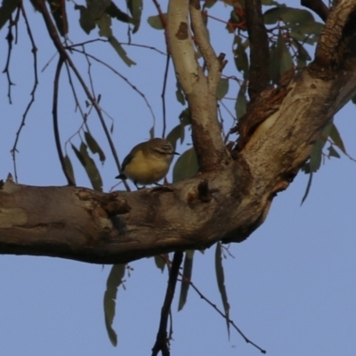 Acanthiza chrysorrhoa (Yellow-rumped Thornbill) at Hume, ACT - 26 Aug 2023 by RodDeb