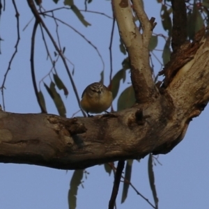 Acanthiza chrysorrhoa at Hume, ACT - 26 Aug 2023