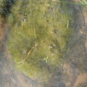 Alga / Cyanobacterium at Turner, ACT - 16 Aug 2023