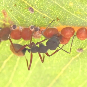 Camponotus suffusus at O'Connor, ACT - 17 Aug 2023 12:57 PM