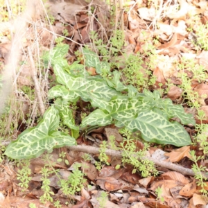 Arum italicum at Turner, ACT - 10 Aug 2023