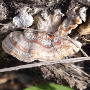 Truncospora ochroleuca at Sullivans Creek, Turner - 10 Aug 2023