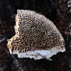 Truncospora ochroleuca at Sullivans Creek, Turner - 10 Aug 2023