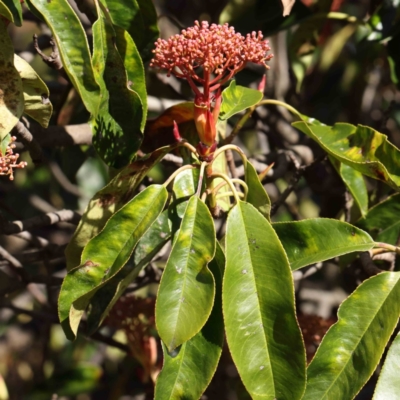 Photinia serratifolia (Chinese Photinia) at Haig Park - 10 Aug 2023 by ConBoekel