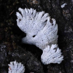 Schizophyllum commune (Split Gill Fungus) at Sullivans Creek, Turner - 10 Aug 2023 by ConBoekel