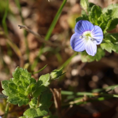 Veronica persica (Creeping Speedwell) at Turner, ACT - 4 Aug 2023 by ConBoekel