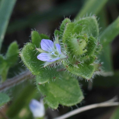Veronica arvensis (Wall Speedwell) at Turner, ACT - 16 Aug 2023 by ConBoekel