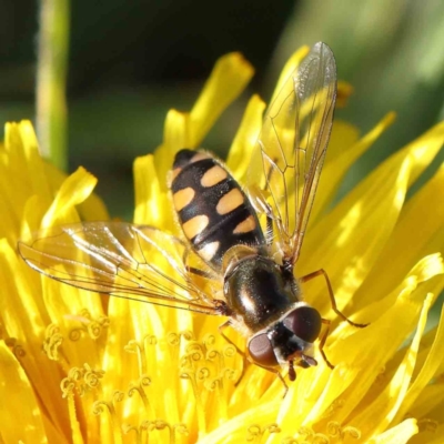 Simosyrphus grandicornis (Common hover fly) at O'Connor, ACT - 16 Aug 2023 by ConBoekel