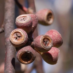 Eucalyptus pauciflora (A Snow Gum) at Haig Park - 16 Aug 2023 by ConBoekel