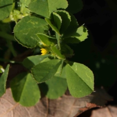 Medicago polymorpha (Burr Medic) at Turner, ACT - 16 Aug 2023 by ConBoekel