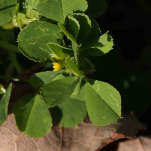 Medicago polymorpha at Turner, ACT - 16 Aug 2023