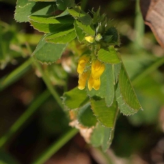 Medicago polymorpha at Turner, ACT - 16 Aug 2023