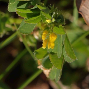 Medicago polymorpha at Turner, ACT - 16 Aug 2023