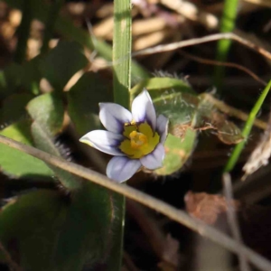 Sisyrinchium sp. at Turner, ACT - 16 Aug 2023