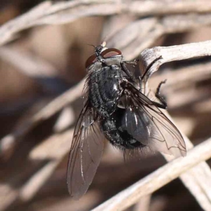 Calliphora sp. (genus) at Turner, ACT - 4 Aug 2023 12:20 PM