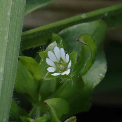 Stellaria media (Common Chickweed) at Turner, ACT - 10 Aug 2023 by ConBoekel