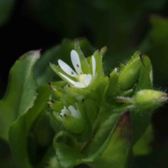 Stellaria media at Turner, ACT - 10 Aug 2023