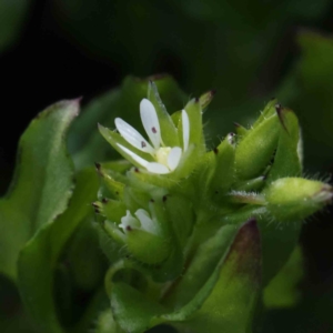 Stellaria media at Turner, ACT - 10 Aug 2023