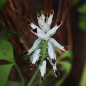 Fumaria capreolata at Turner, ACT - 10 Aug 2023 03:01 PM