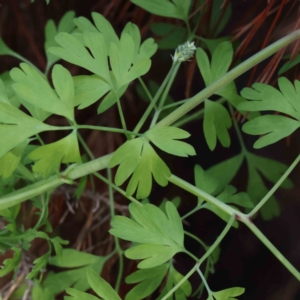 Fumaria capreolata at Turner, ACT - 10 Aug 2023