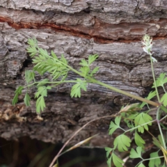 Fumaria capreolata at Turner, ACT - 10 Aug 2023 03:01 PM