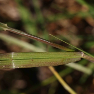 Bromus catharticus at Turner, ACT - 4 Aug 2023