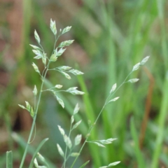 Poa annua (Winter Grass, Annual Poa) at Haig Park - 10 Aug 2023 by ConBoekel