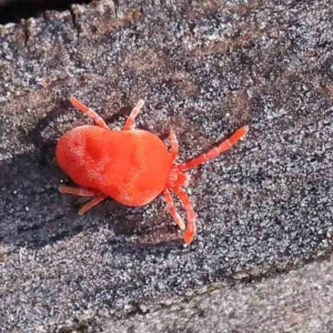 Trombidiidae (family) at Turner, ACT - 4 Aug 2023 12:26 PM