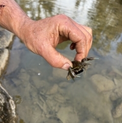 Cherax destructor (Common Yabby) at Stromlo, ACT - 22 Aug 2023 by dwise