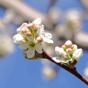 Pyrus sp. at Turner, ACT - 16 Aug 2023