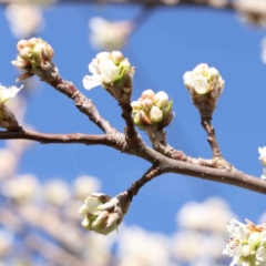 Pyrus sp. at Turner, ACT - 16 Aug 2023