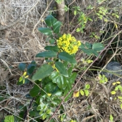 Berberis aquifolium (Oregon Grape) at Cotter Reserve - 20 Aug 2023 by dwise